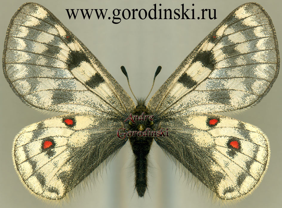 http://www.gorodinski.ru/papilionidae/Parnassius andreji andreji.jpg